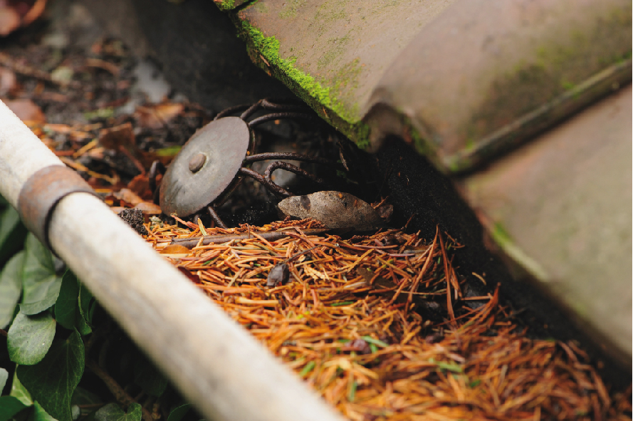 Épines de pin qui bouchent un cheneau